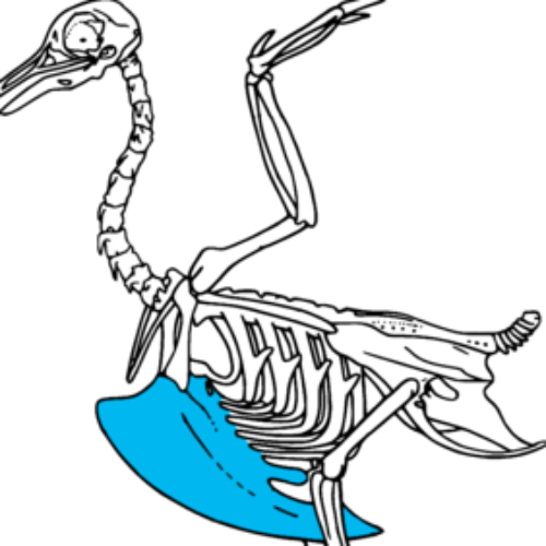 jan 1, 87000000 BC Carinatae (Timeline)