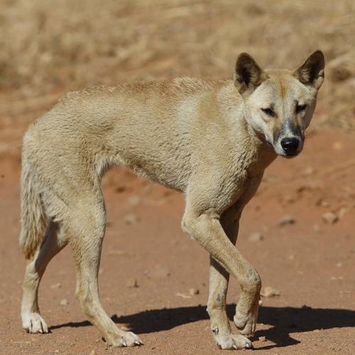 Jan 1 2974 BC Dingoes Came To Australia Dingoes Originate From Asia 