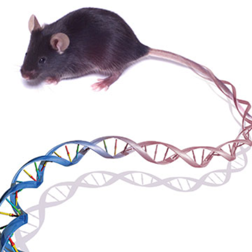 1 ene 2002 año - The international Mouse Genome Sequencing Consortium  decoded the genome of a mammal (mouse) for the first time. (Cinta de tiempo)