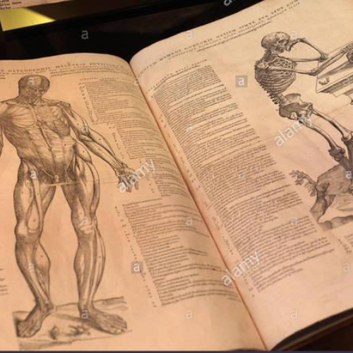 may 1, 300 BC - Diocles wrote the first known anatomy book (Timeline)