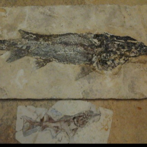 apr 14, 200000000 BC - Stuergon (Timeline)
